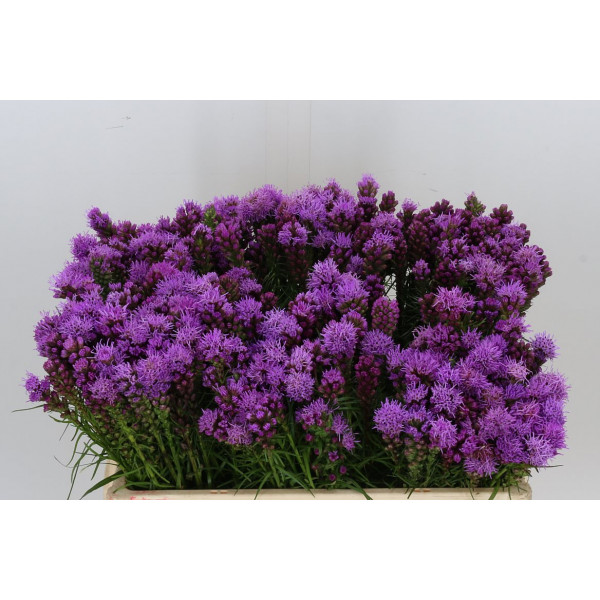 Liatris Spicata 50cm A1 Col-Purple