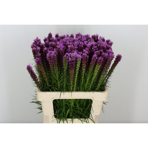 Liatris Spicata 60cm A1 Col-Purple