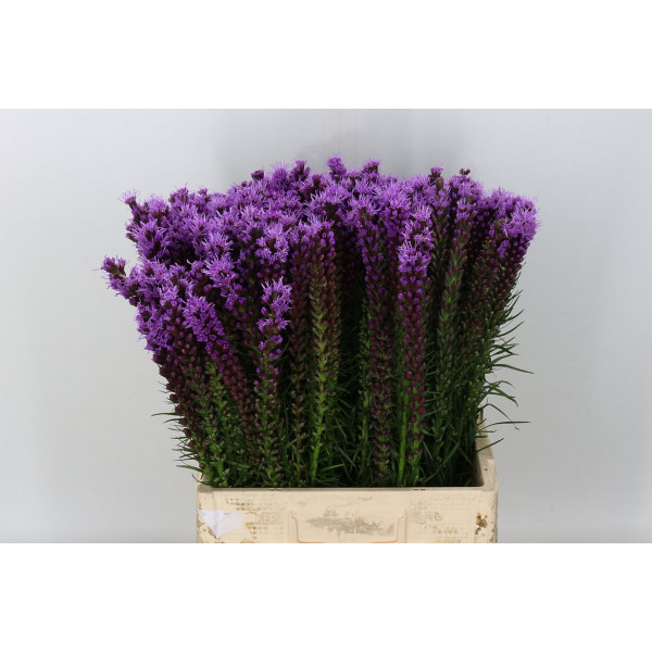 Liatris Spicata 70cm A1 Col-Purple