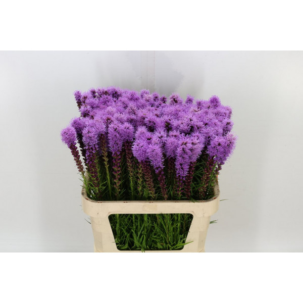 Liatris Spicata 80cm A1 Col-Purple