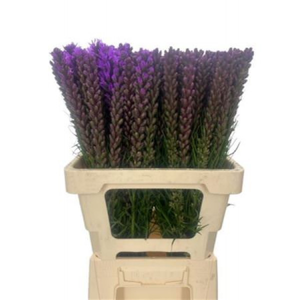 Liatris Spicata 60cm A1