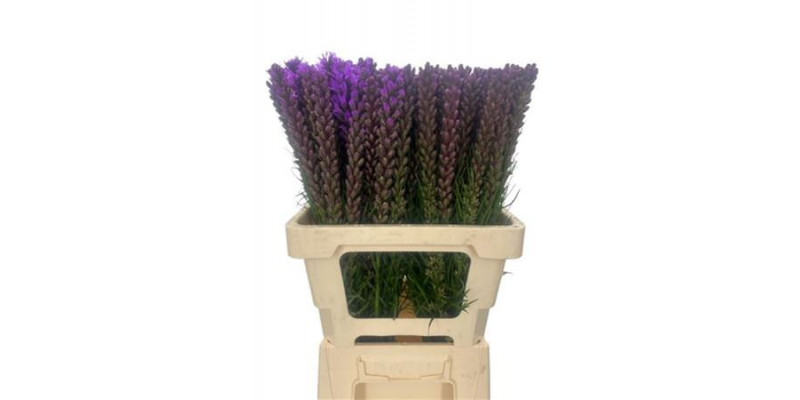 Liatris Spicata 60cm A1