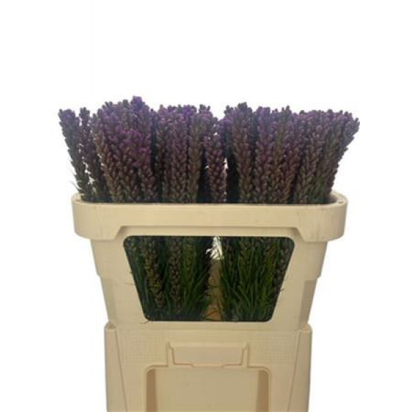 Liatris Spicata 70cm A1