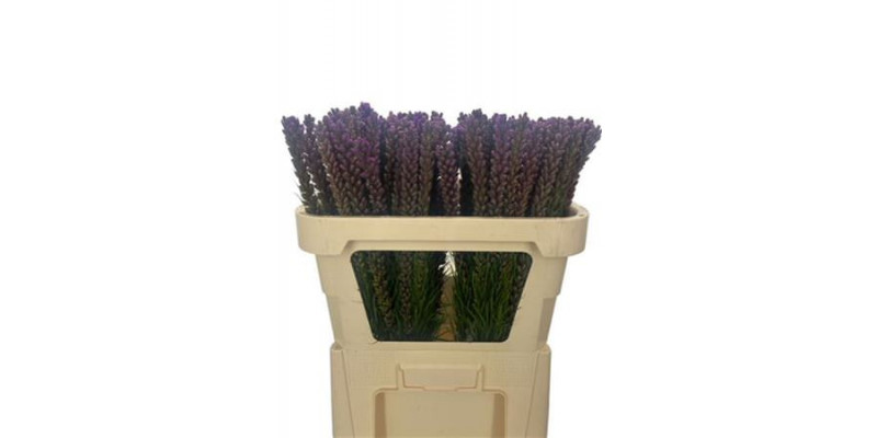 Liatris Spicata 70cm A1