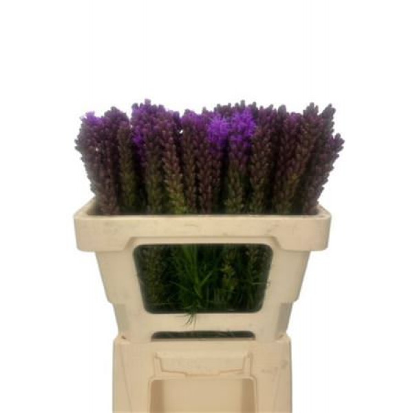 Liatris Spicata 50cm A1