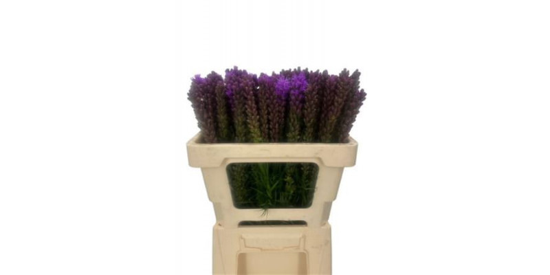 Liatris Spicata 50cm A1