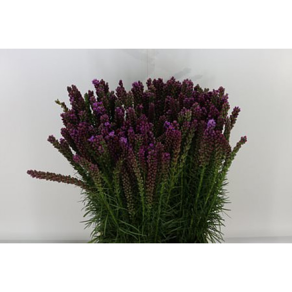 Liatris Spicata 80cm A1