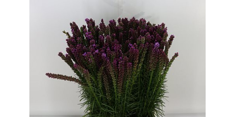 Liatris Spicata 80cm A1