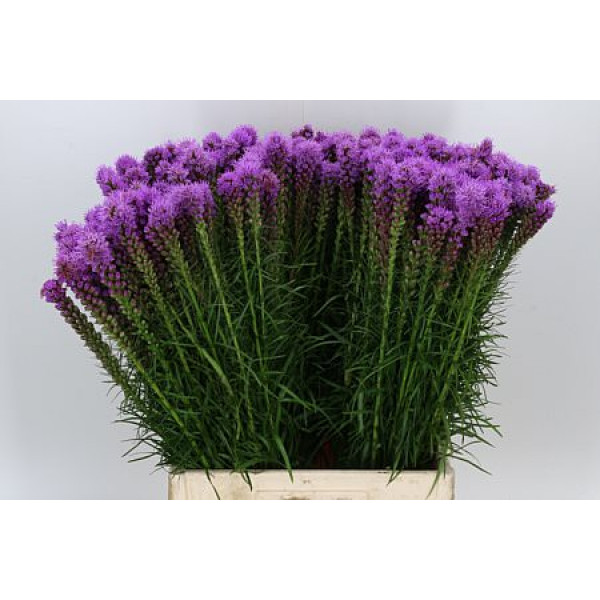 Liatris Spicata 70cm A1