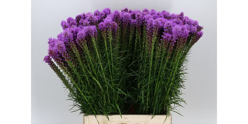 Liatris Spicata 70cm A1