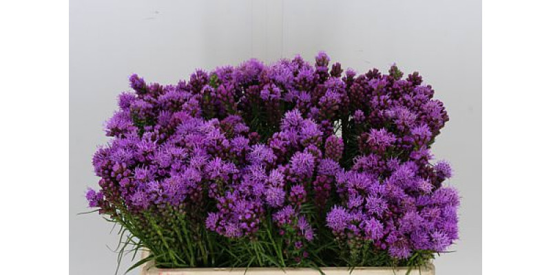 Liatris Spicata 50cm A1