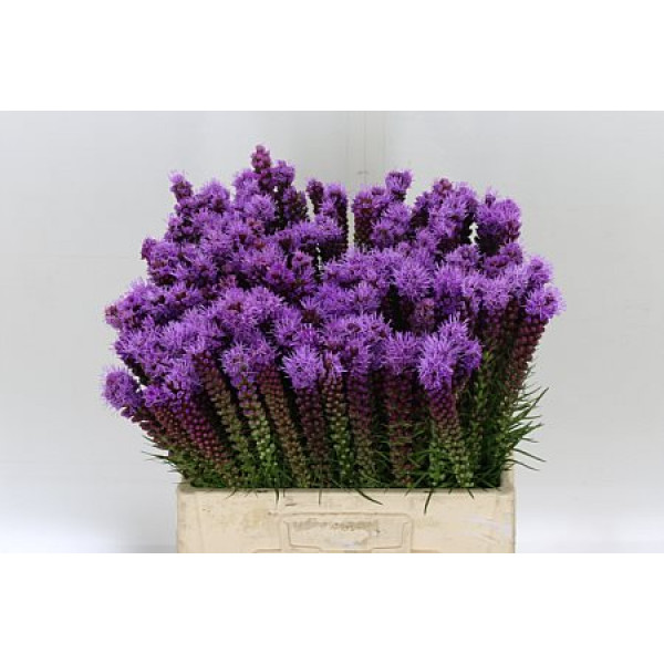 Liatris Spicata 60cm A1