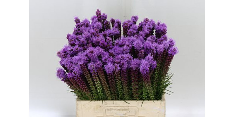 Liatris Spicata 60cm A1