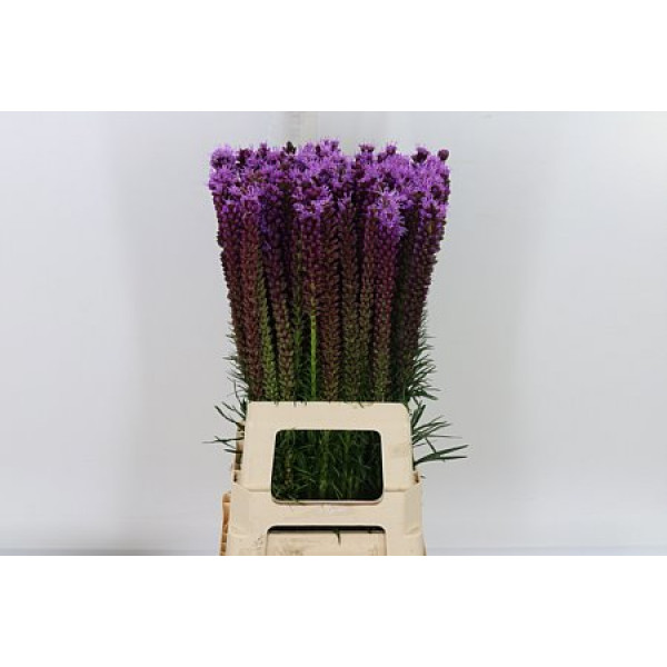 Liatris Spicata 70cm A1