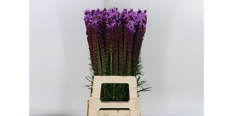 Liatris Spicata 70cm A1