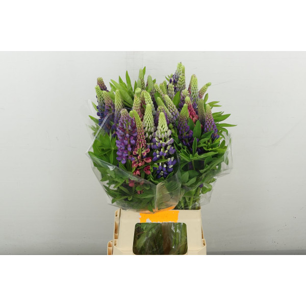 Lupinus 70 cm A1