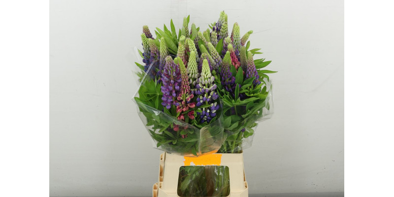 Lupinus 70 cm A1
