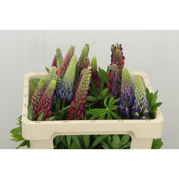 Lupinus 50 cm A1