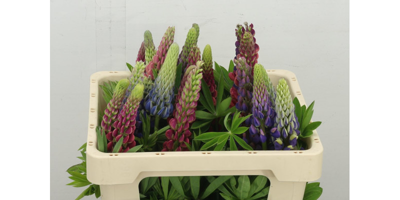 Lupinus 50 cm A1