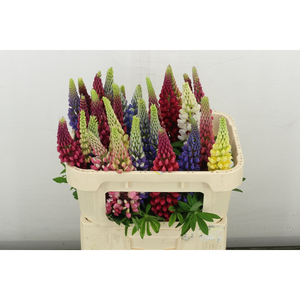Lupinus 70 cm A1