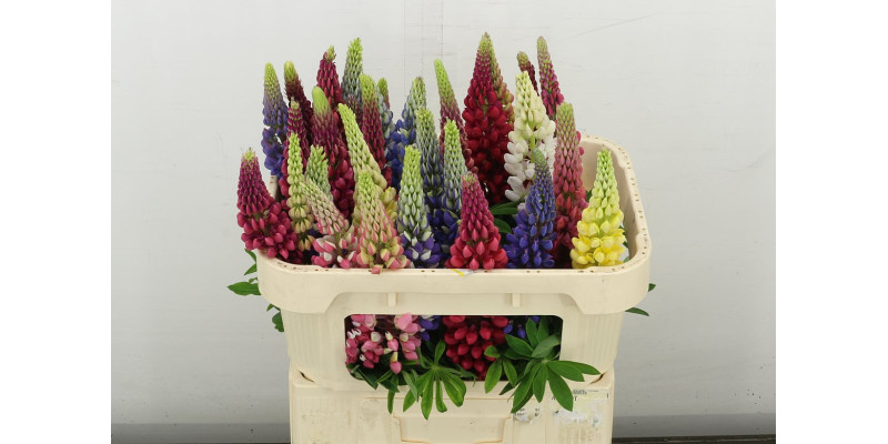 Lupinus 70 cm A1