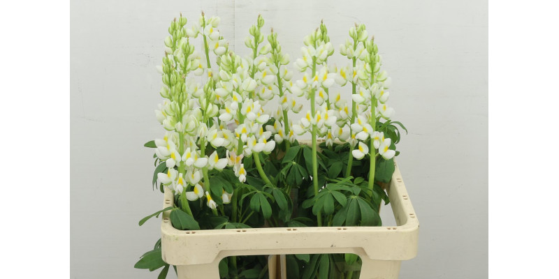 Lupinus 60 cm A1