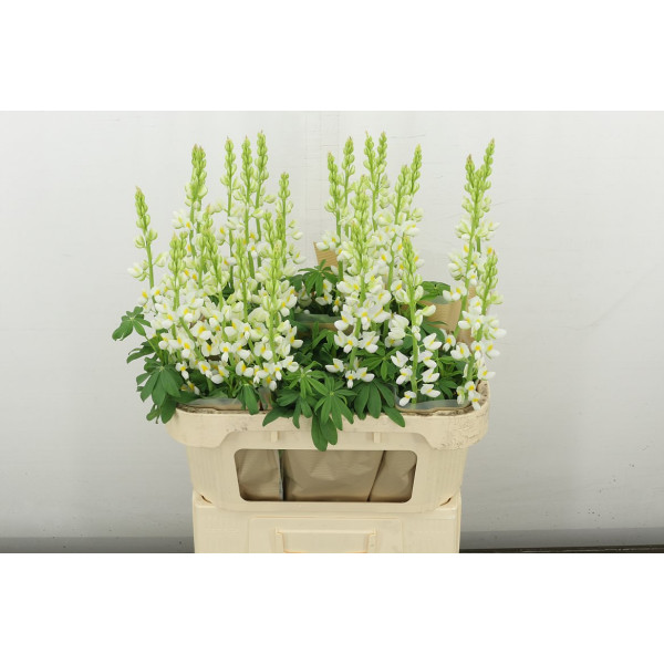 Lupinus 80 cm A1