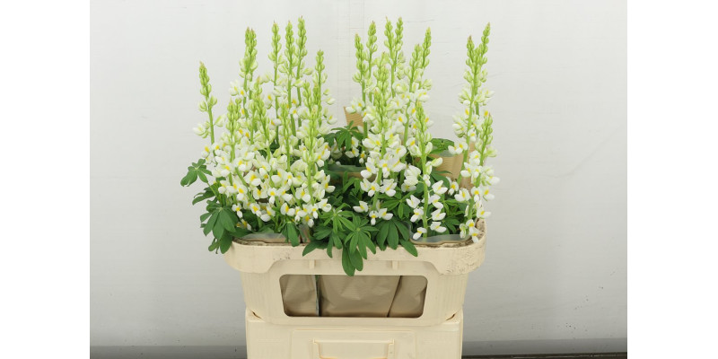 Lupinus 80 cm A1
