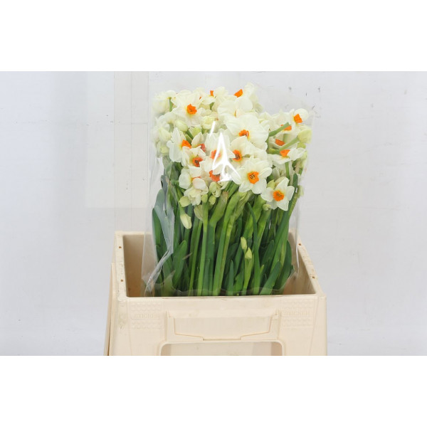 Daffodil - Narcissus Ta Cragford 45 A1White