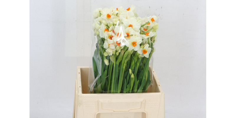 Daffodil - Narcissus Ta Cragford 45 A1White
