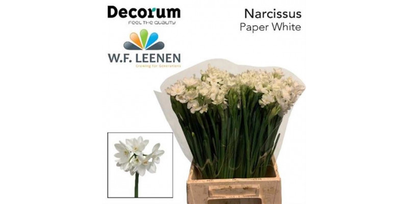 Daffodil - Narcissus Ta Ziva 48cm A1