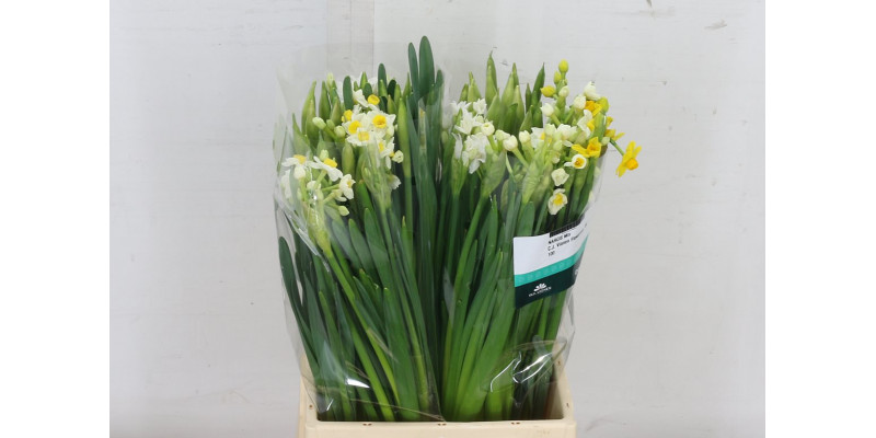 Daffodil - Narcissus Ov Mixed 45 A1White