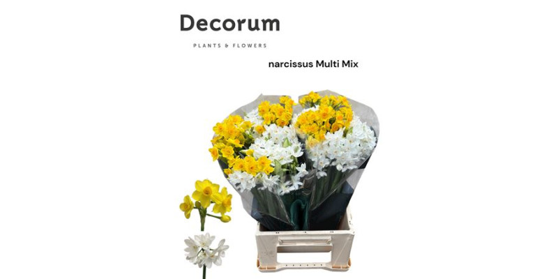 Daffodil - Narcissus Multi Mix 45 cm A1