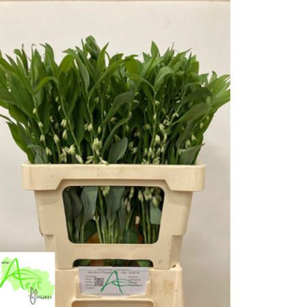 Polygonatum Multiflo 60cm A1