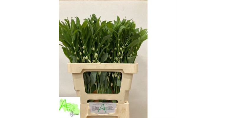 Polygonatum Multiflo 60cm A1