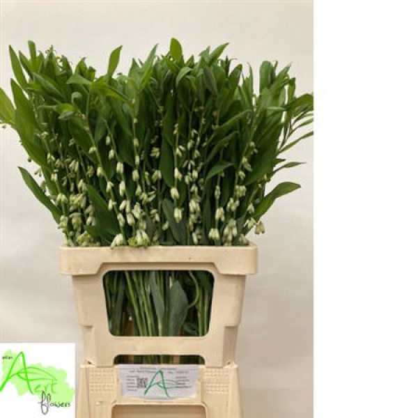 Polygonatum Multiflo 70cm A1