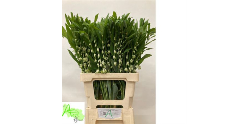 Polygonatum Multiflo 70cm A1