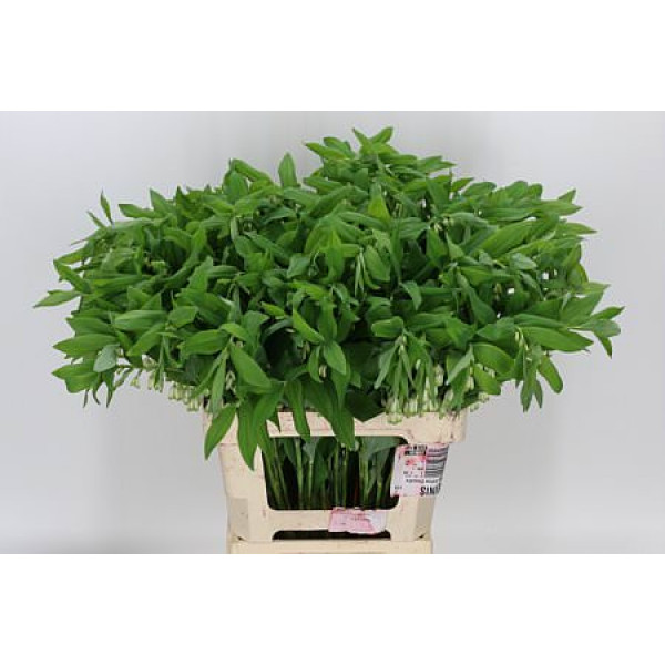 Polygonatum Multiflo 70cm A1