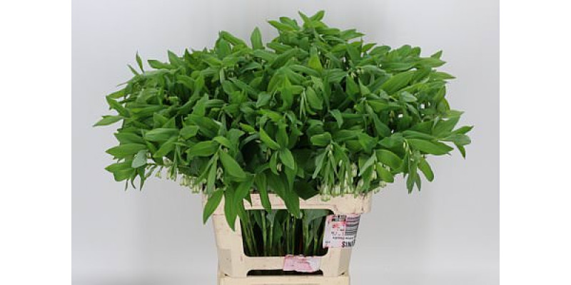 Polygonatum Multiflo 70cm A1