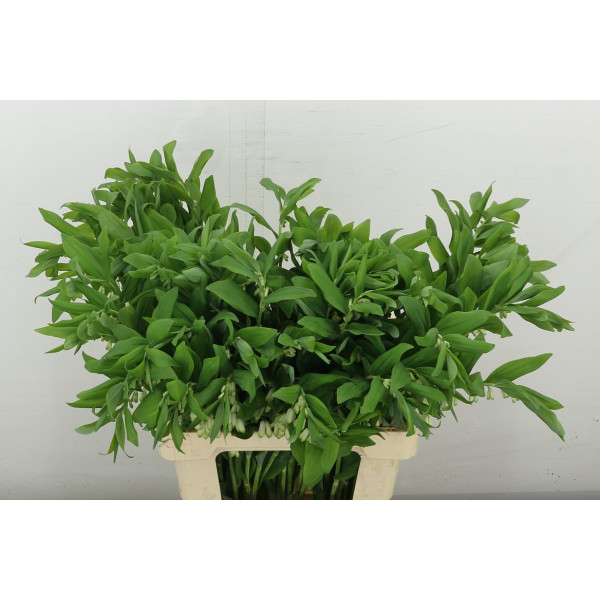 Polygonatum Multiflo 70 cm A1