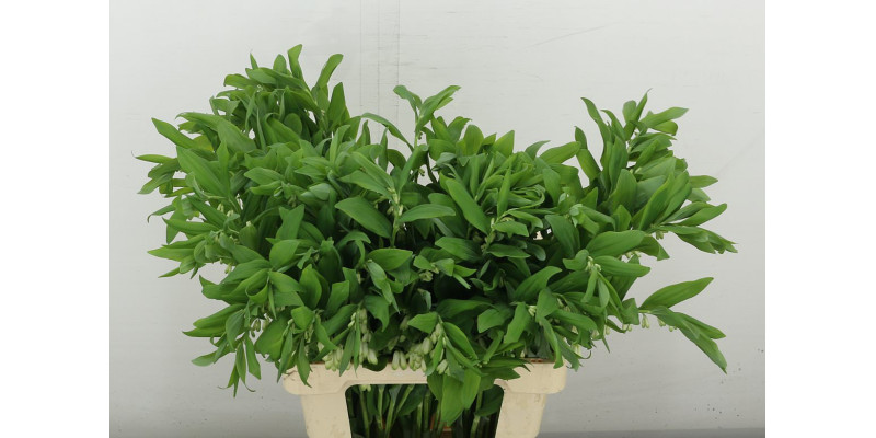 Polygonatum Multiflo 70 cm A1