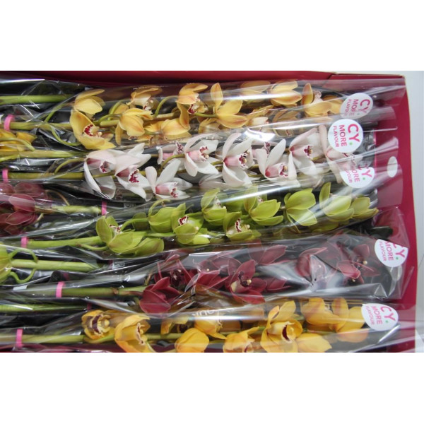 Orchid Cymb Mi Gem 60cm  Col-Mixed