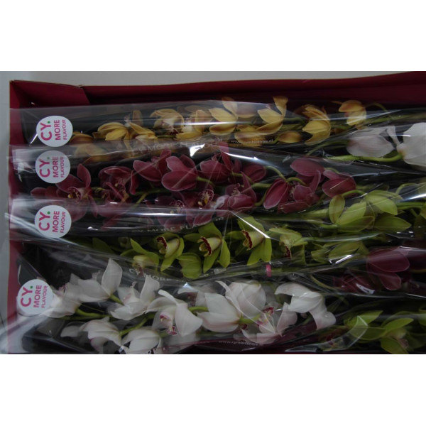 Orchid Cymb Mi Gem 70cm  Col-Mixed