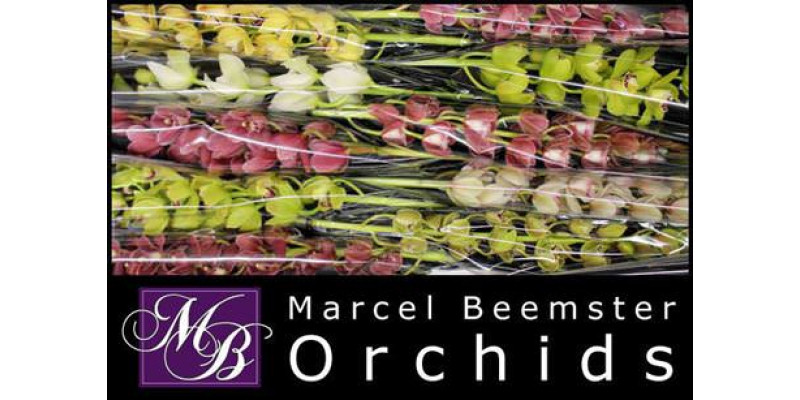 Orchid Cymb Mi Gem 70cm 70 cm A1