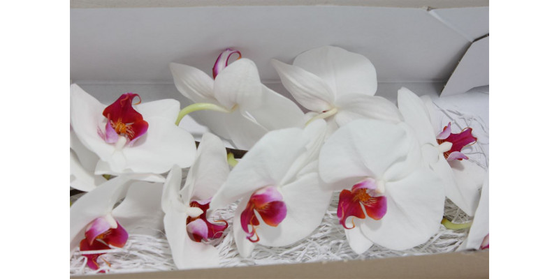 Orchid Phal Red Lips 25cm  Col-White