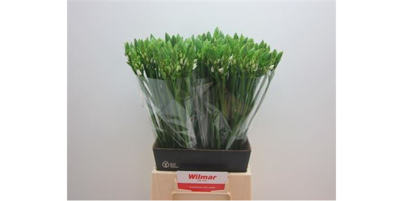 Ornit Thyrsoides 60cm A1 Col-White