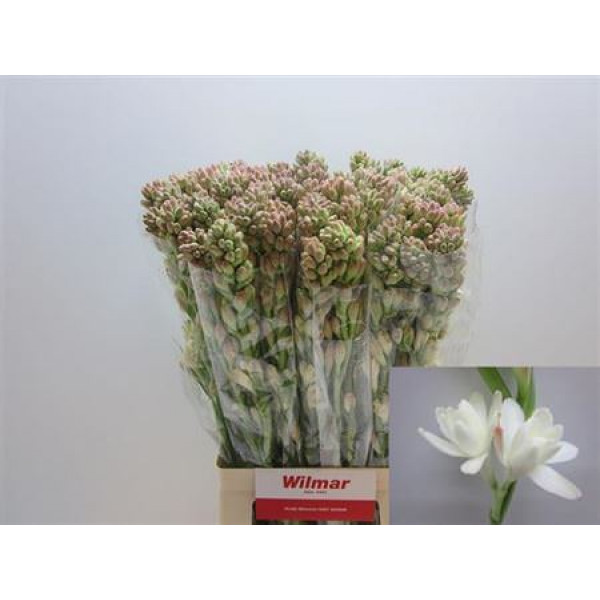 Polianthes Tuberosa 60cm A1