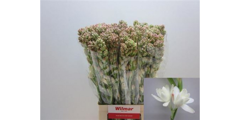 Polianthes Tuberosa 60cm A1