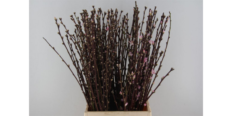 Prunus Ov 60 A1Brown