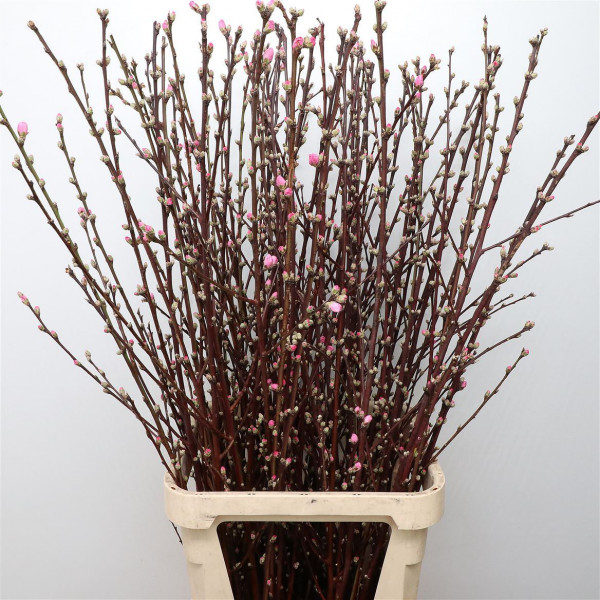 Prunusblossom 120cm Super P Stem 120 Brown